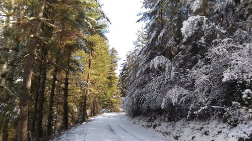 Road amidst trees in forest during winter