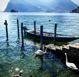 Swans in lake