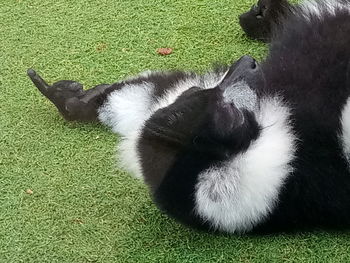 Cat relaxing on field