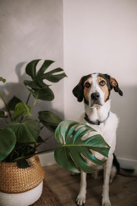 Adorable treeing walker coonhound dog sitting near potted houseplant in room and looking up