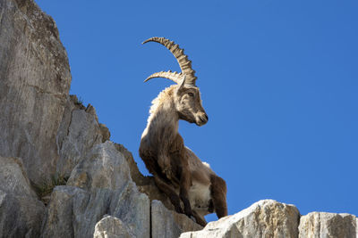 Low angle view of stambecco on rock