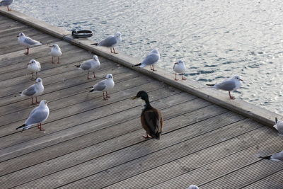 Birds perching on tree trunk