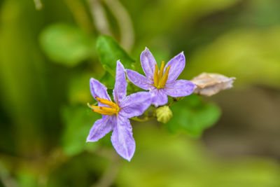 Close-up of purple flowers blooming outdoors