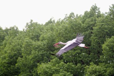 Low angle view of white stork flying against trees