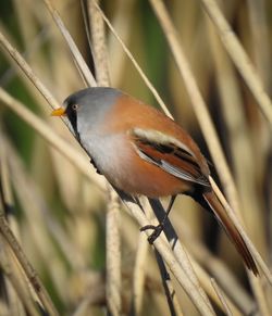 Close-up of bird perching on twig