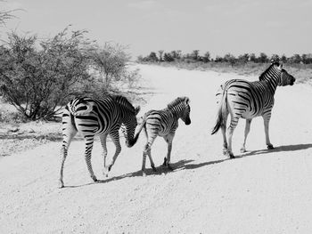 Zebra walking on sand in sunny day