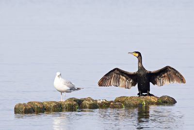 Cormorant and seagull