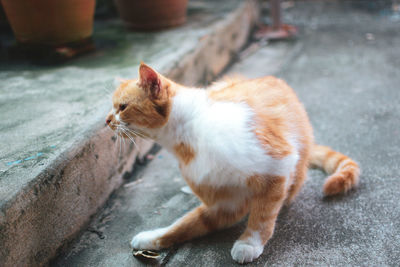 Cat looking away on street