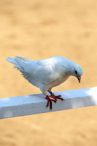 Close-up of seagull flying