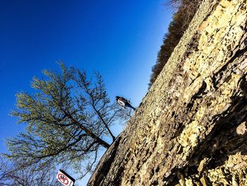 Low angle view of trees against blue sky