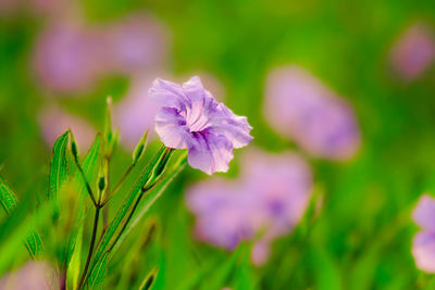 Close-up of purple flowering plant on field