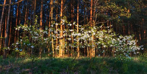 Scenic view of trees in forest