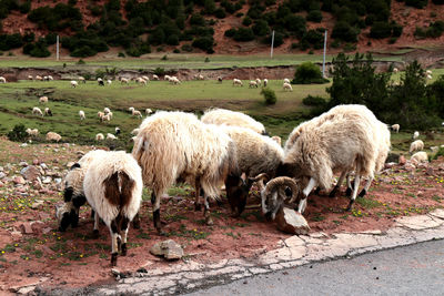 Sheep grazing on landscape