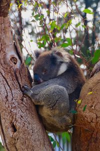 Close-up of squirrel on tree trunk