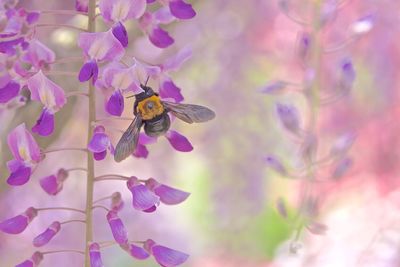 Close-up of pink flowers