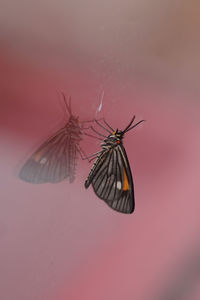 Close-up of butterfly pollinating flower