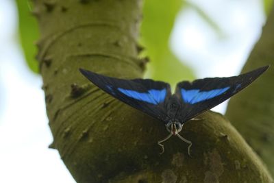 Close-up of butterfly on tree trunk