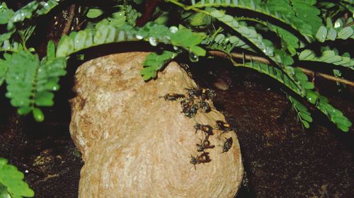 Close-up of plant