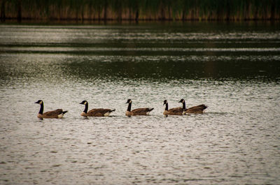 Ducks swimming in lake