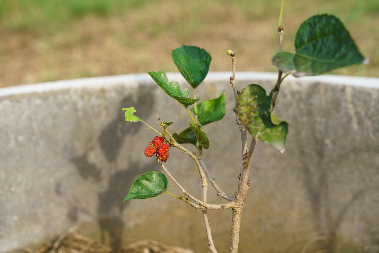 CLOSE-UP OF SMALL PLANT WITH RED BERRIES