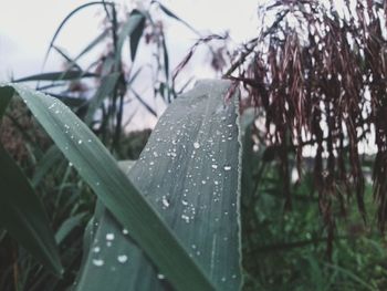 Close-up of wet plants against sky