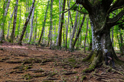 Trees growing in forest