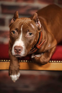 Close-up portrait of a dog