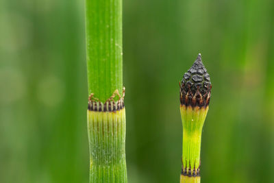 Close-up of fresh green leaf on grass