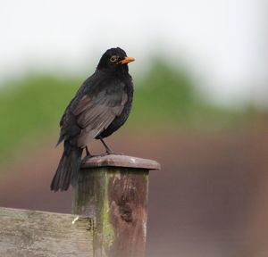 Bird perching on railing