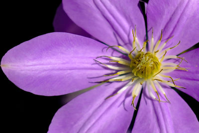 Close-up of insect on flower