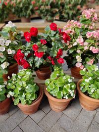 High angle view of potted plants for sale