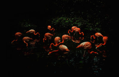 Flock of birds in lake