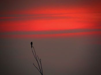 Scenic view of orange sky