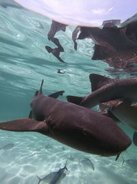 Nurse sharks family at the lagoon in belize