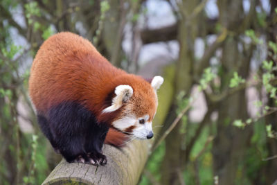 red panda