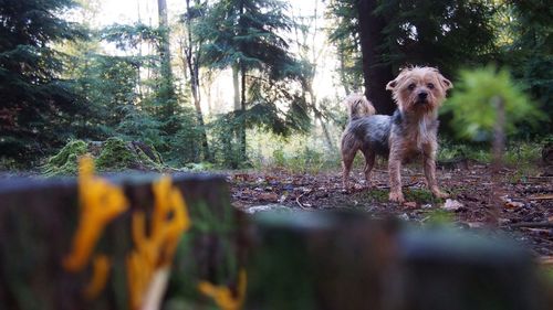 Dog in forest