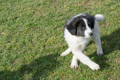 High angle view of puppy on field