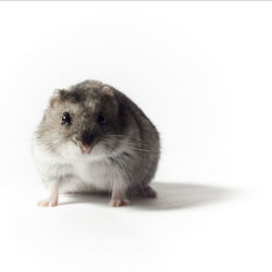 Close-up portrait of a rabbit over white background