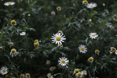 Close-up of flowers blooming outdoors