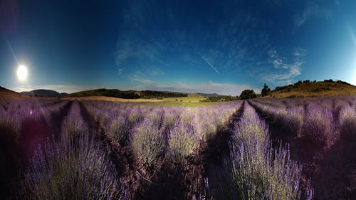 Panoramic view of lavender field against sky