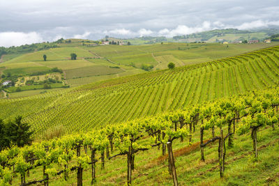 Scenic view of vineyard against sky