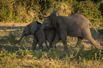 Side view of playful african elephant calves on field