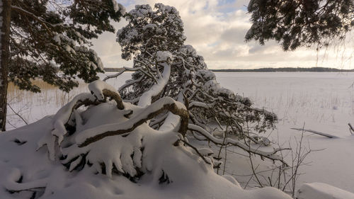 Trees on snow covered land against sky