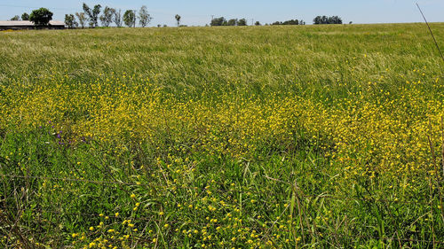 Scenic view of green landscape against sky