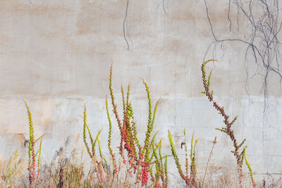 Close-up of ivy growing on wall