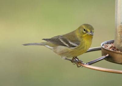 Close-up of bird perching on metal feeder
