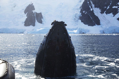 Close-up of humpback whale breaching in sea against snowcapped mountain