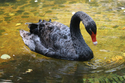 Black swan in a lake