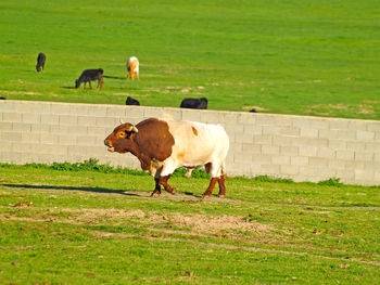 Bull walking on grass field