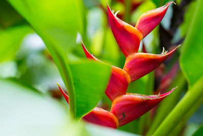 Close-up of red flowering plant